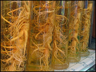 Ginseng root