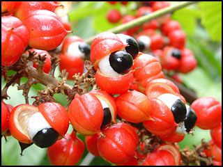 Guarana